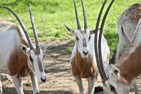 tunisie animal.